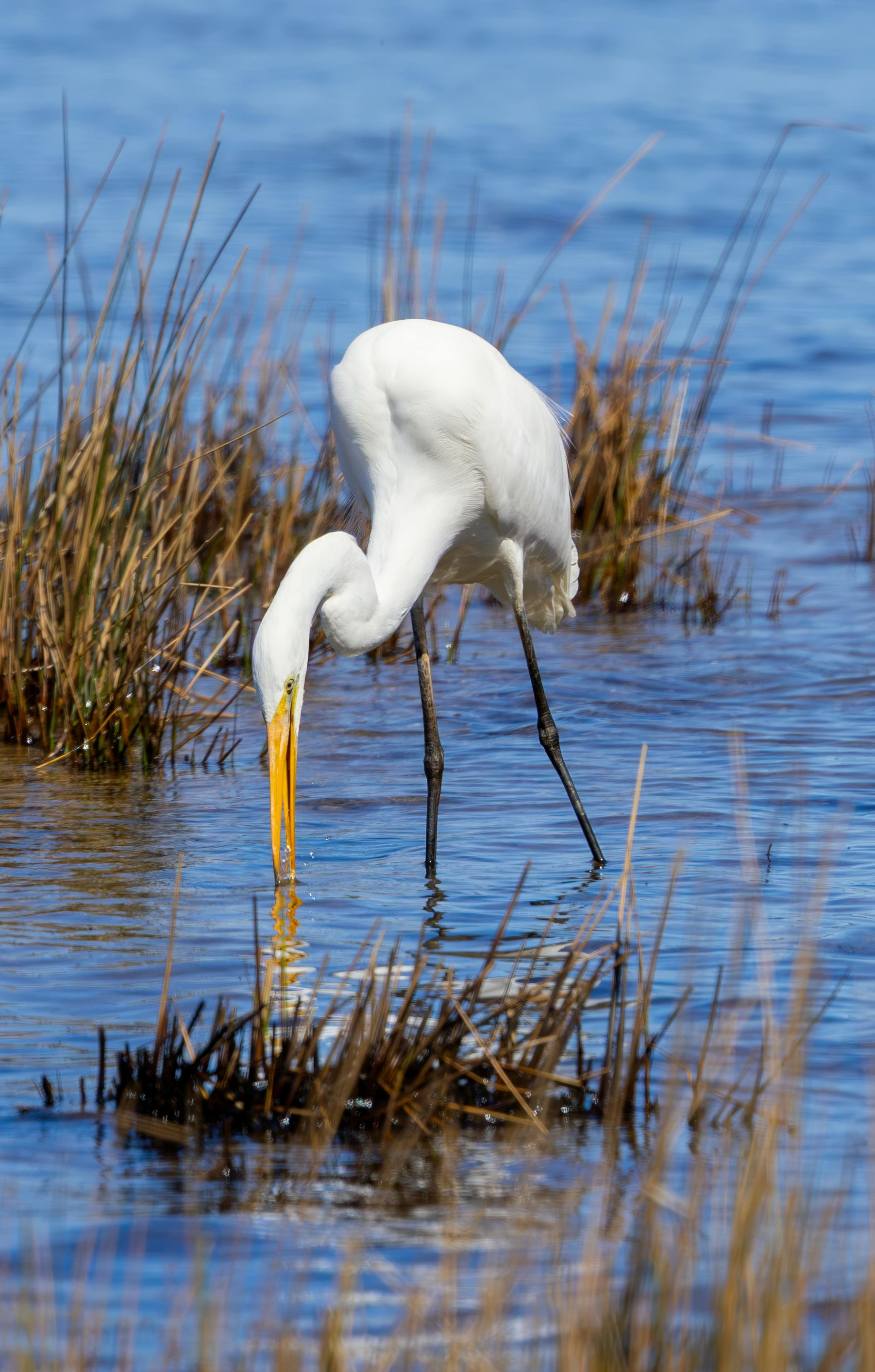 White egret with yellow beak fishing in shallow water, grass in background.