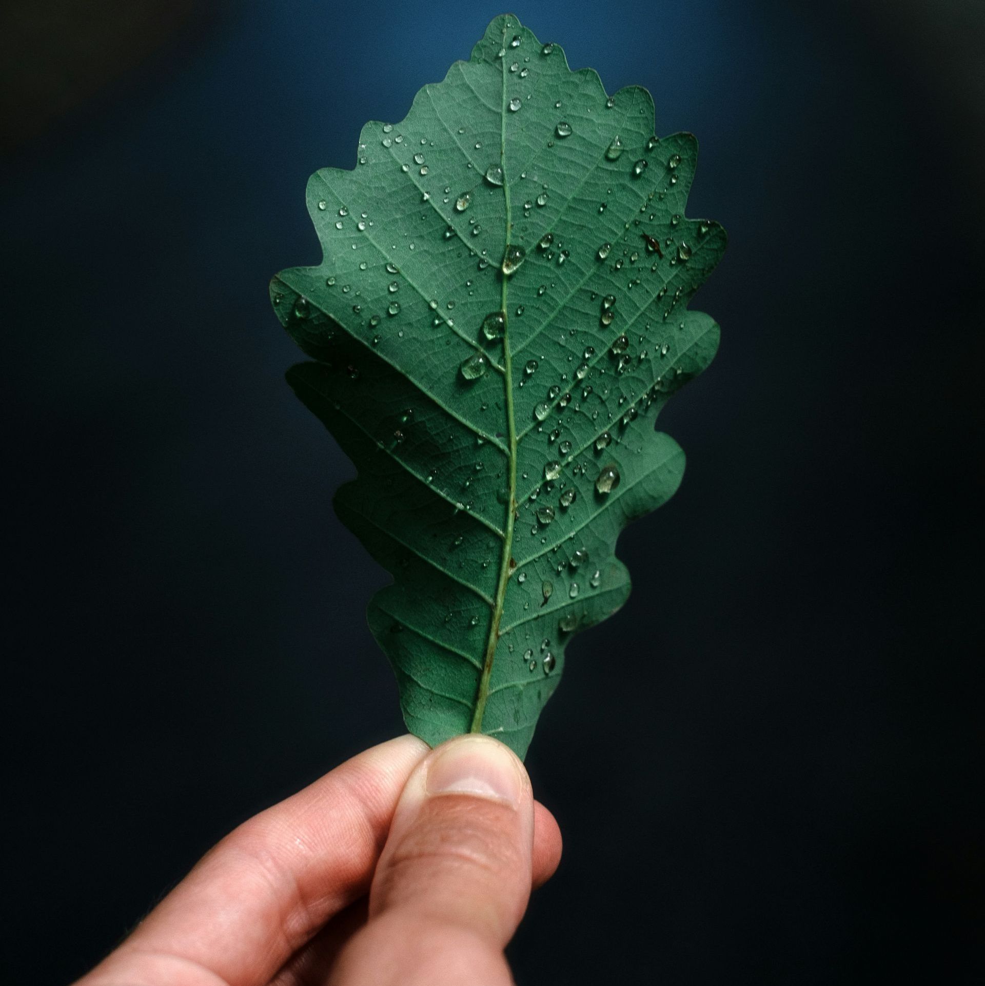 A person is holding a green leaf with water drops on it