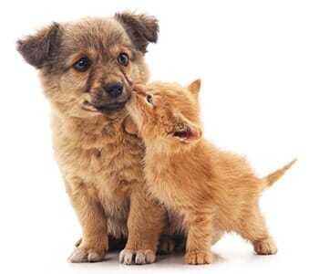 Puppy and Kitten — Animal Hospital in Libertyville, IL
