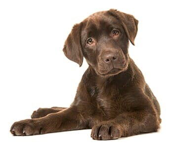 Young Labrador — Animal Hospital in Libertyville, IL