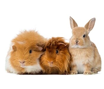 Dwarf Rabbit and Guinea Pigs — Animal Hospital in Libertyville, IL