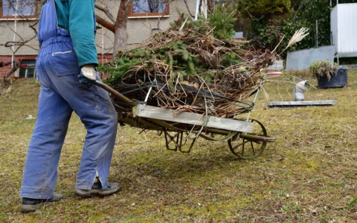 Removing fallen branches and dry leaves from the lawn to maintain a tidy and healthy outdoor space.