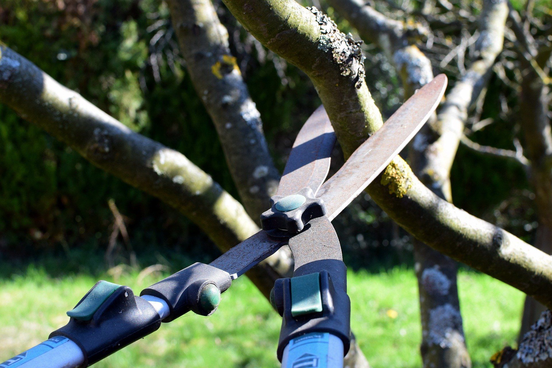 picture of pruning sheers trimming a tree branch