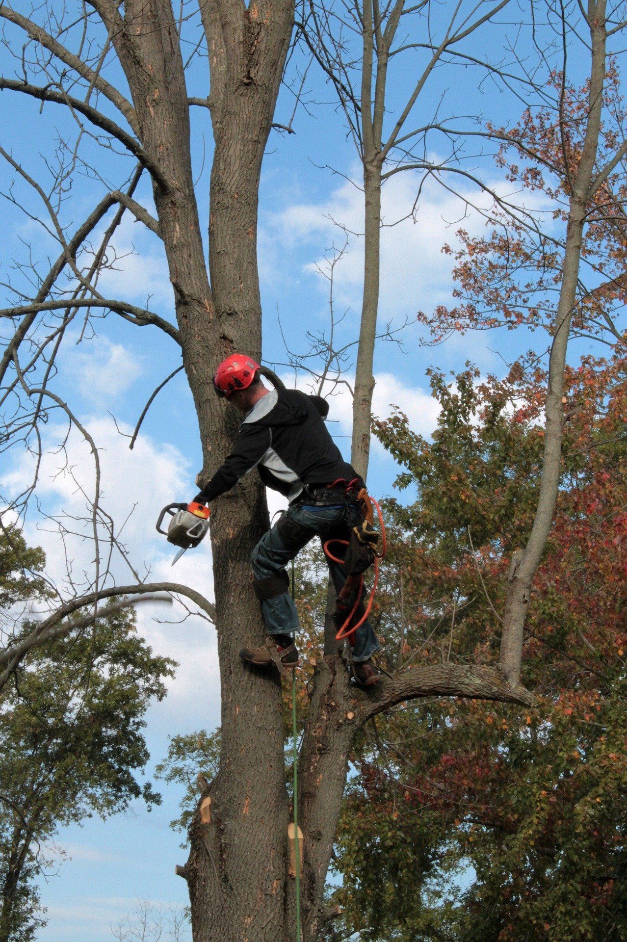 picture of a man trimming tree branches with a chainsaw
