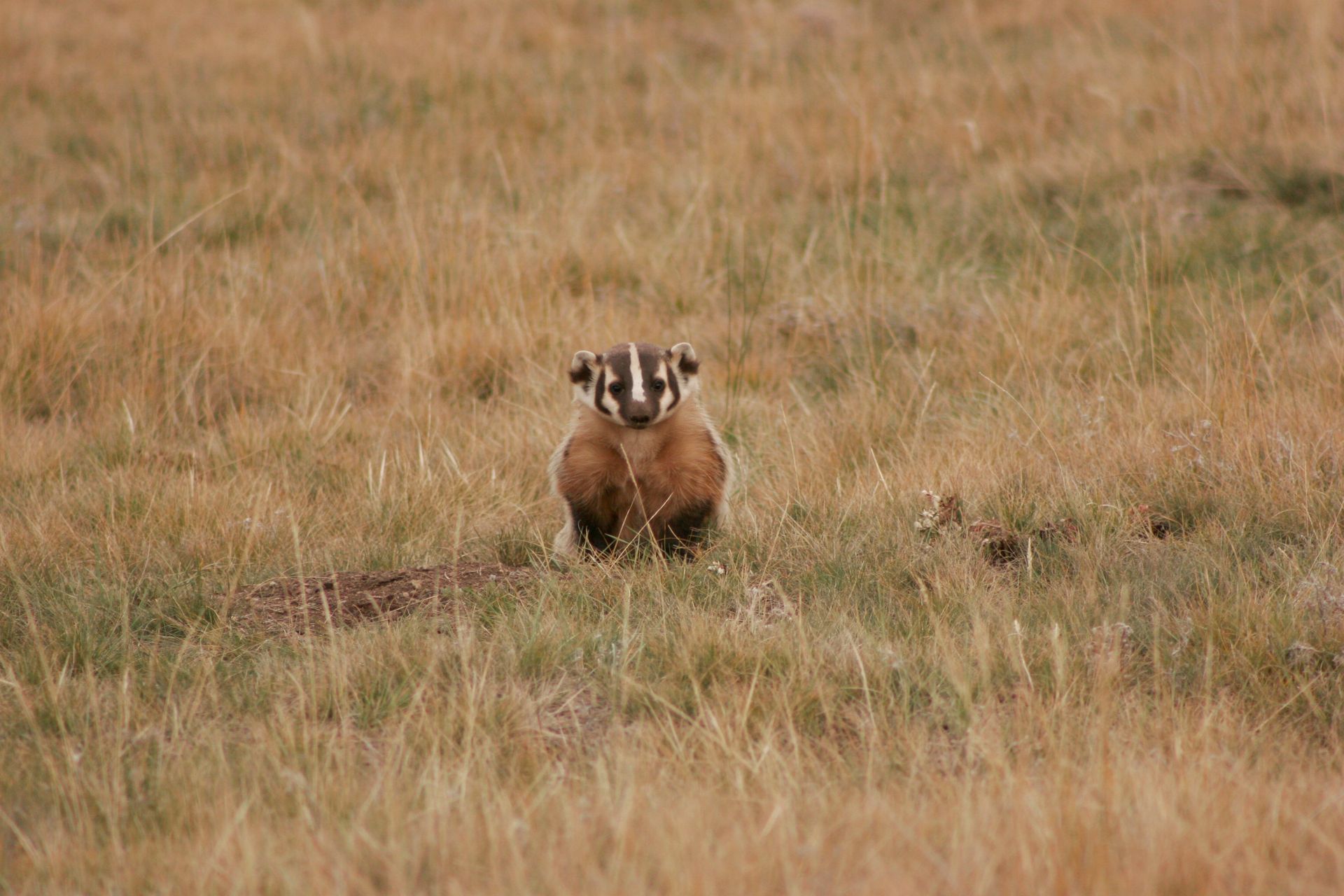 The small but powerful badger digs for ground squirrels beside the Specimen Ridge Trail.