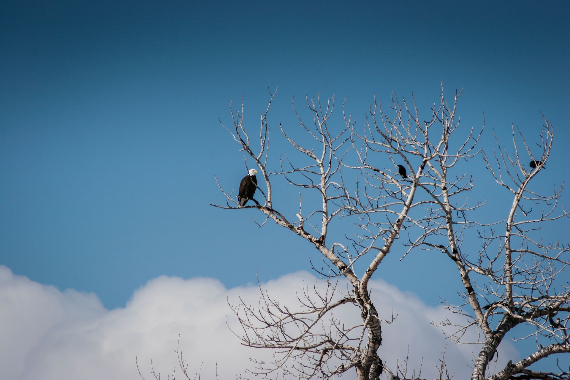 A majestic bald eagle surveys the landscape beside Goose Lake.