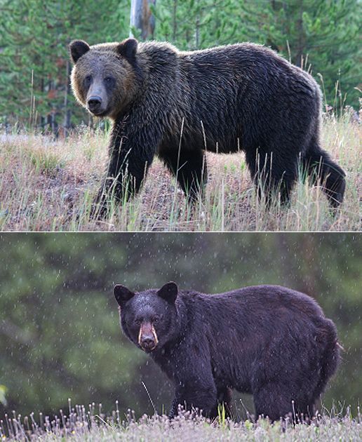 This photograph illustrates how to identify the differences between a grizzly bear and a black bear.