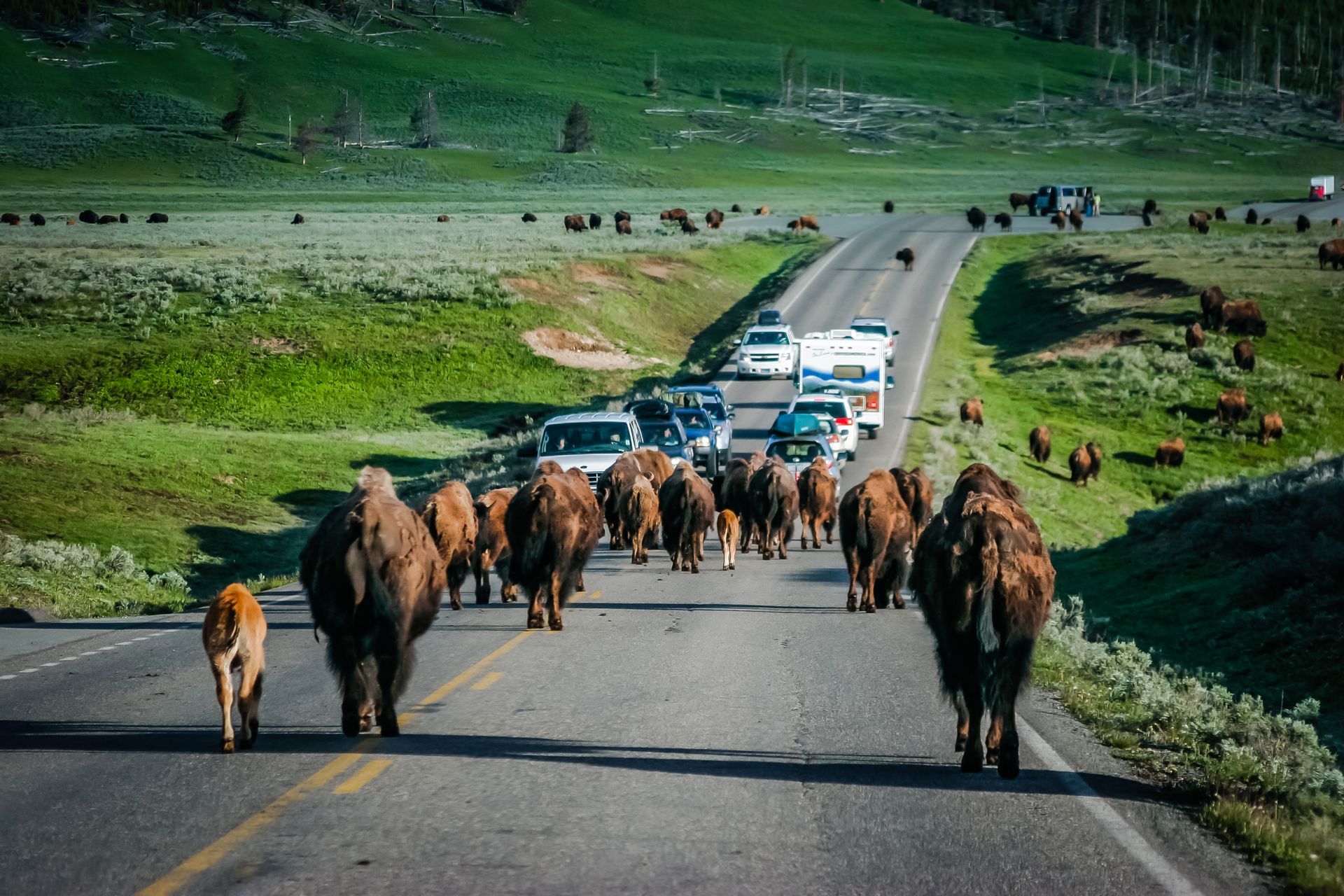 A herd of bison plod along the Grand Loop Road in the Hayden Valley, blocking traffic as they meander through the landscape.