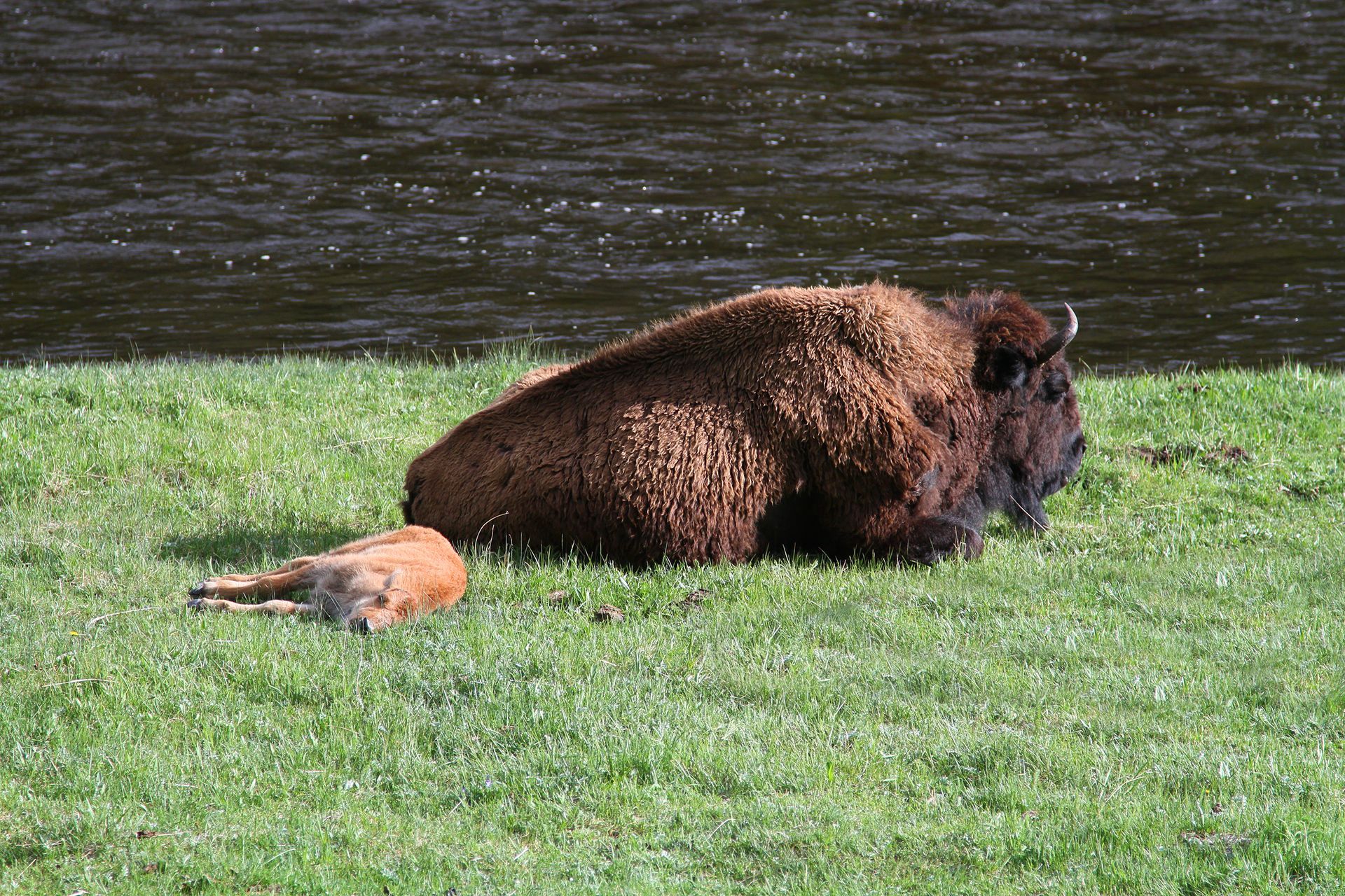Two bison take a well deserved rest along the banks of the Madison River in Yellowstone National Park.