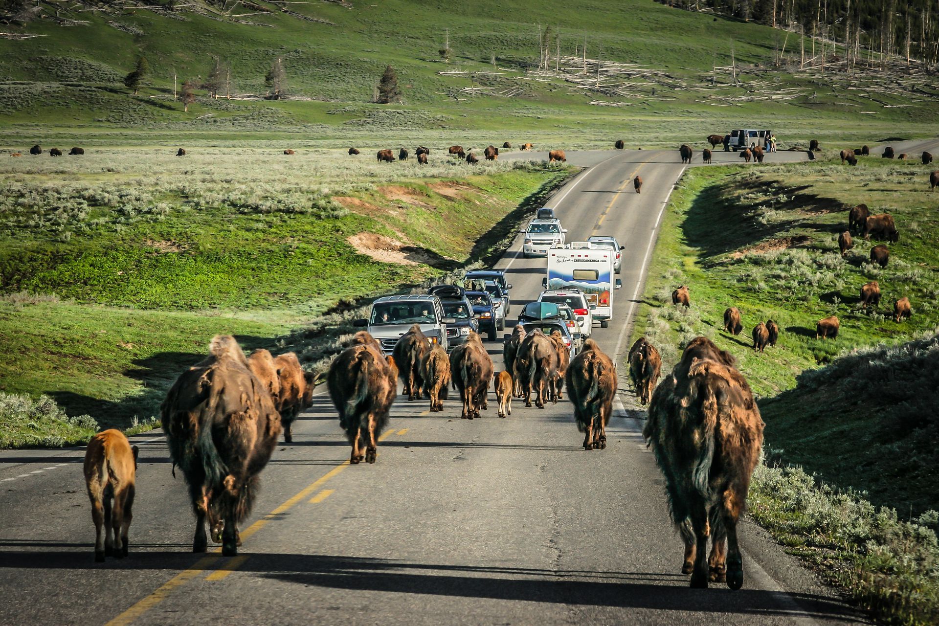 A large herd of bison block traffic as they move slowly along the Grand Loop Road in the Hayden Valley.