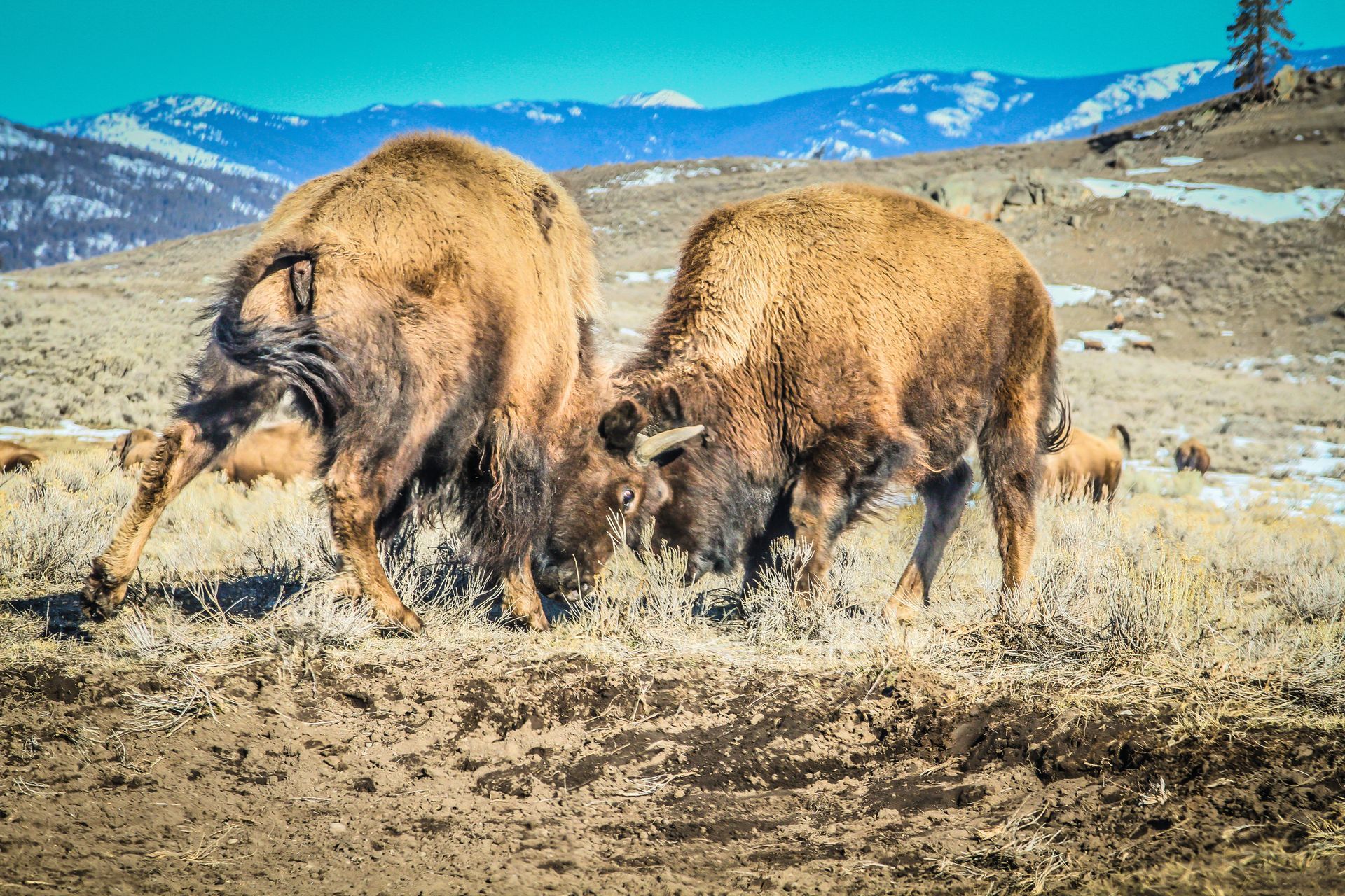 Two bison sparing near Tower Junction.