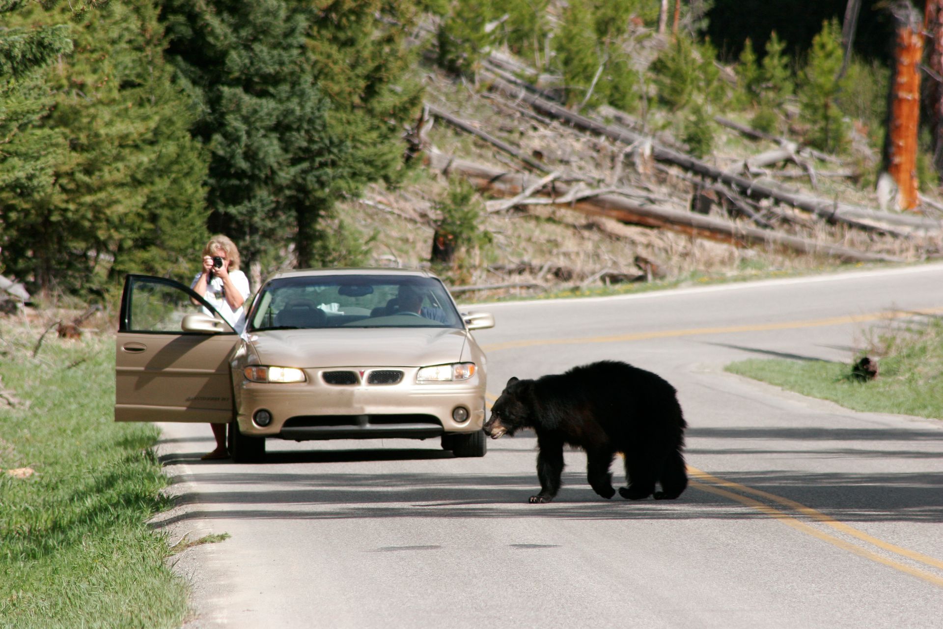 A lone black bear crosses the road near Tower Junction while a tourist captures the moment.