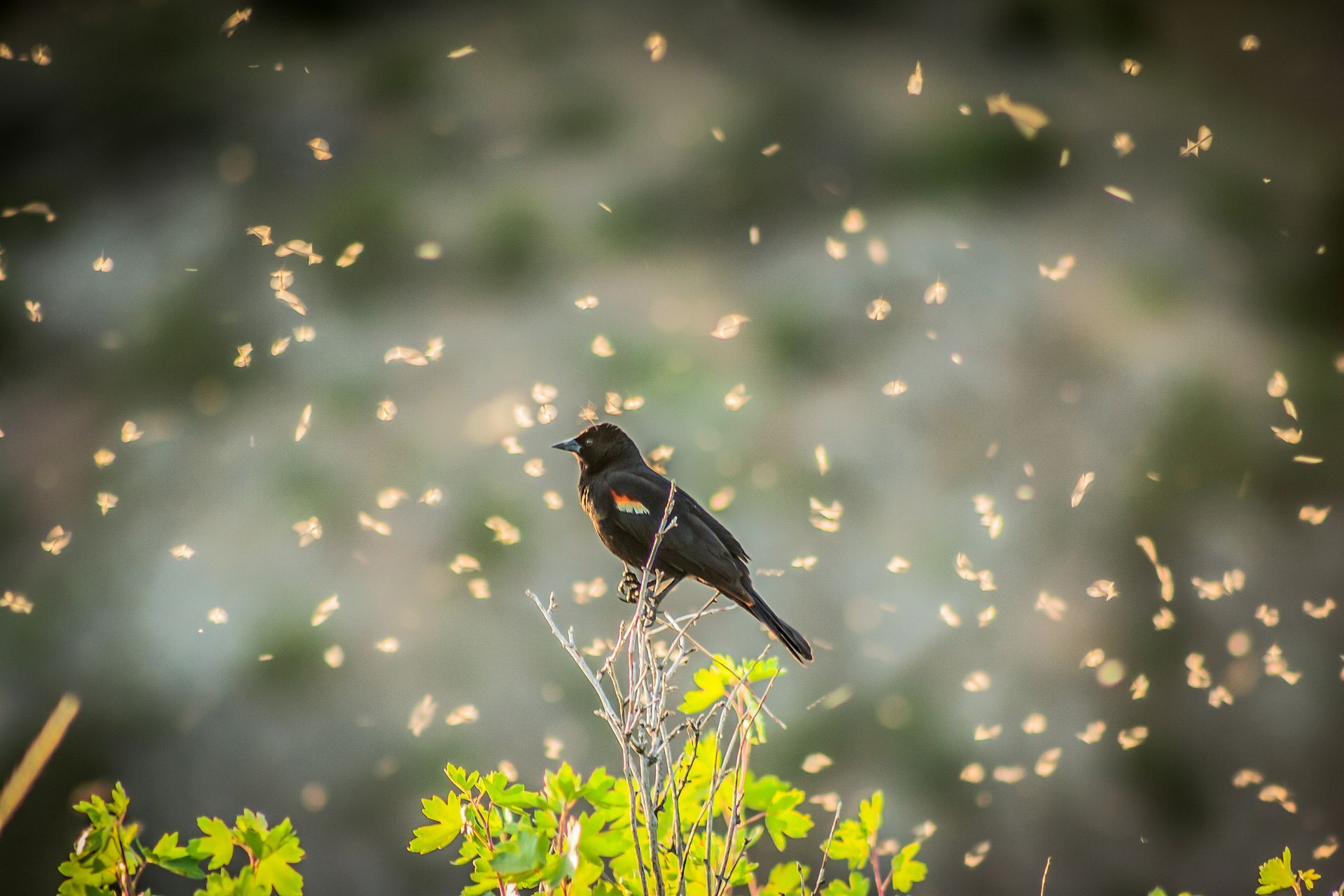 A red-winged black bird enjoys the bounty of a spring hatch. 