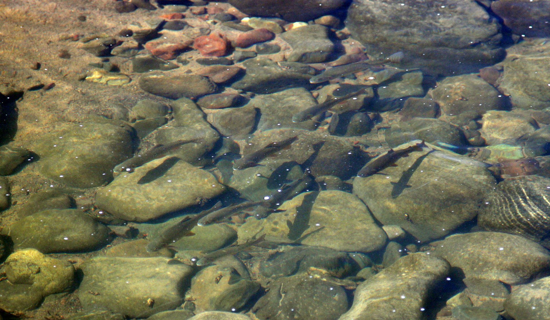 Native trout congregate in a small pool at the north end of Cache Creek.