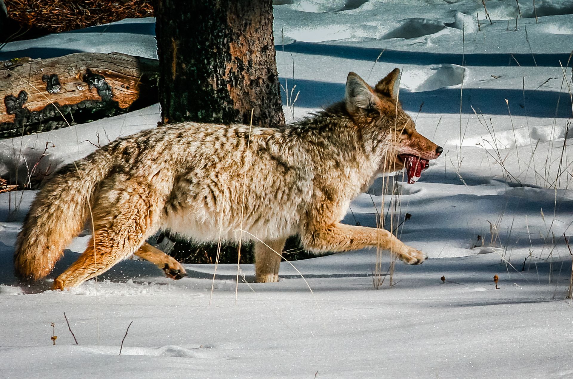 A coyote snatches a piece of meat from a carcass and dashes off with its small meal.