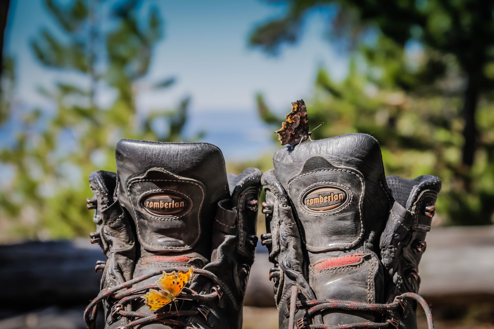Guiding and teaching in Yellowstone National Park.