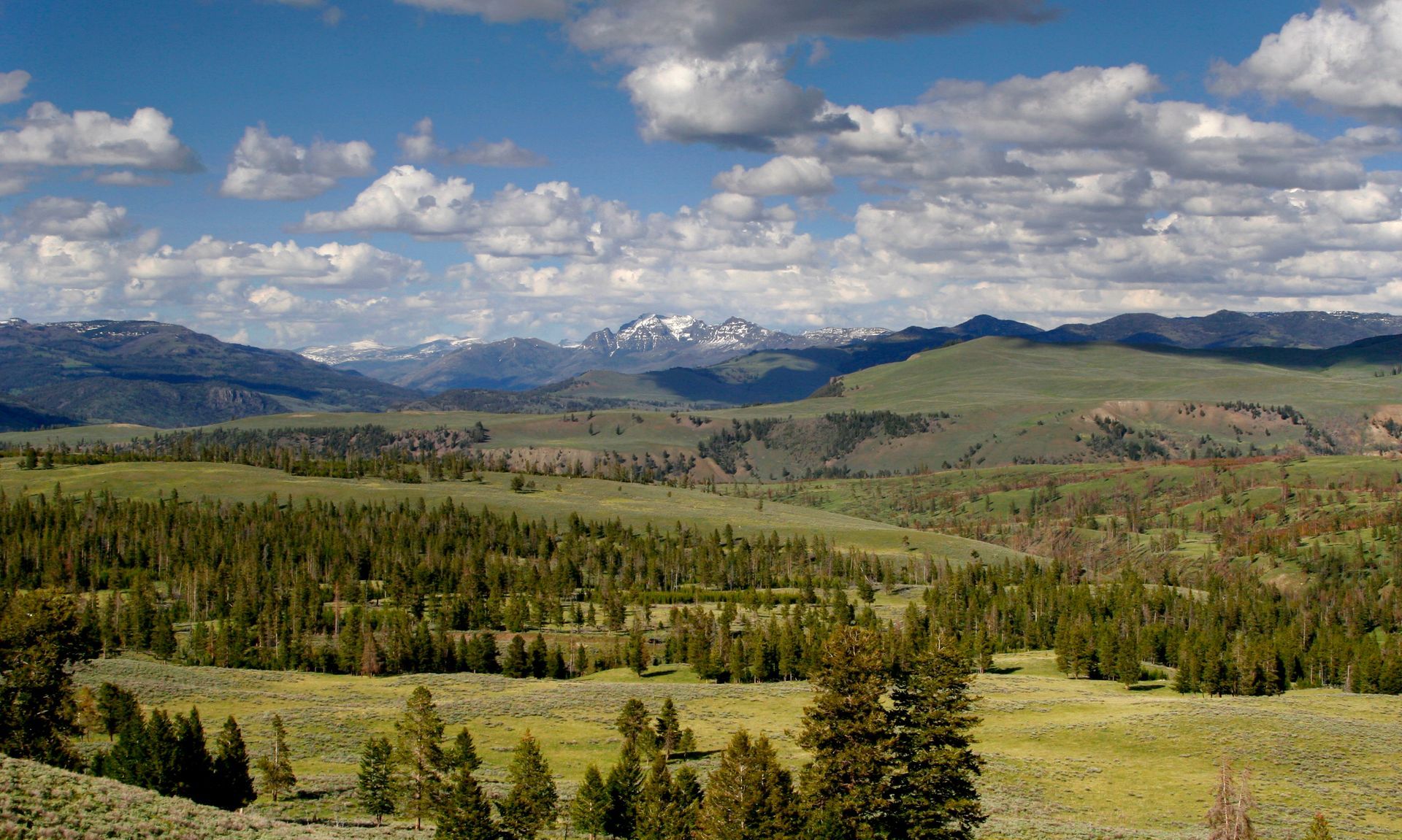Looking out across the Northern Range from Dunraven Pass.