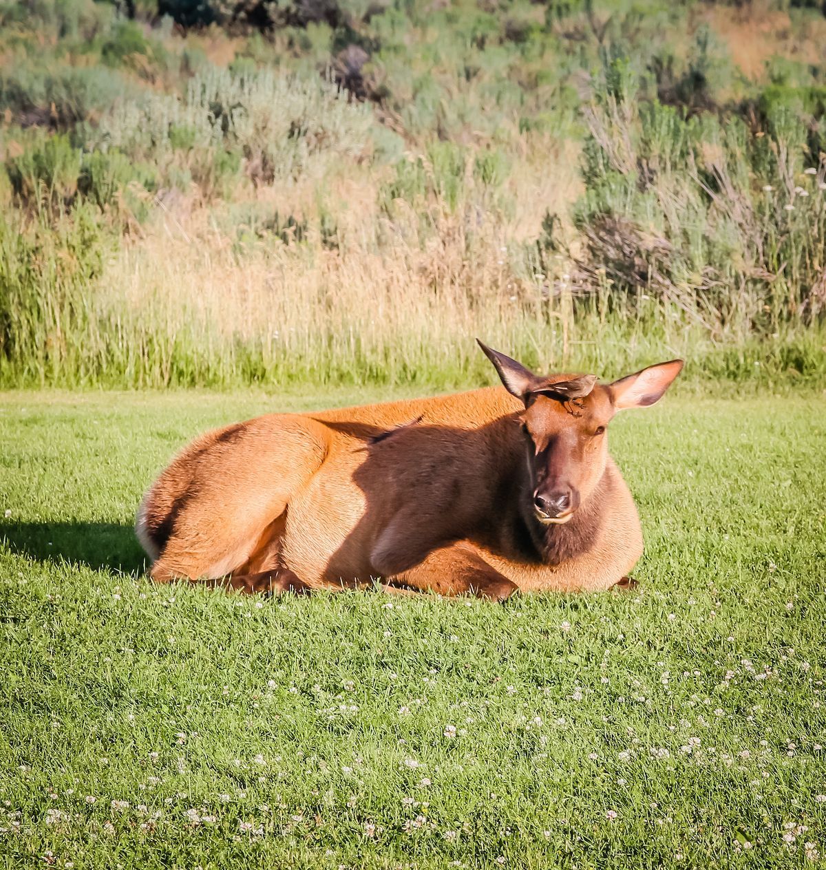 A small bird looks for insects on the forehead of an elk resting near Mammoth Hot Springs.