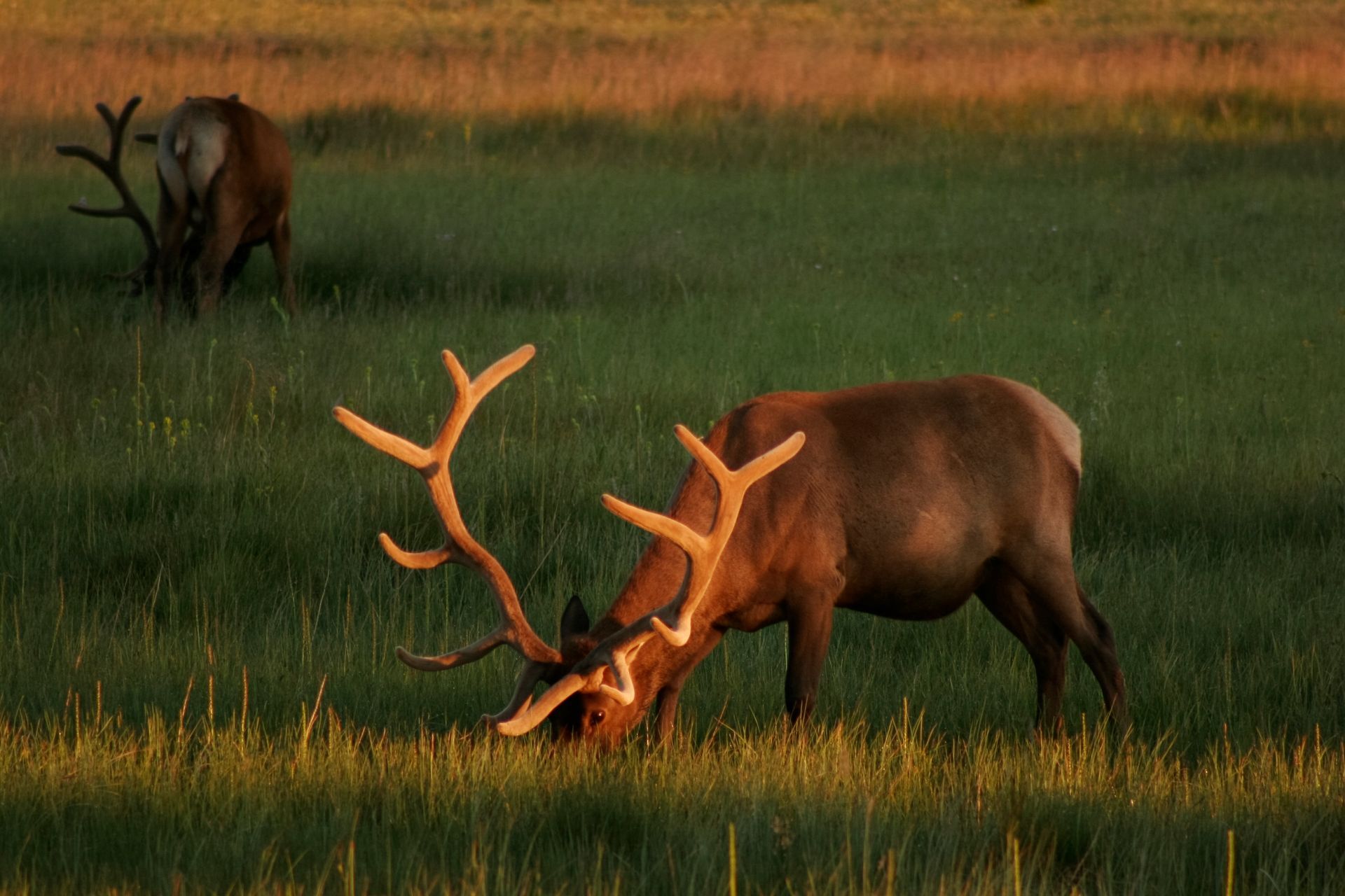 Elk grazing in a lush meadow beside the Gibbon River in Yellowstone.
