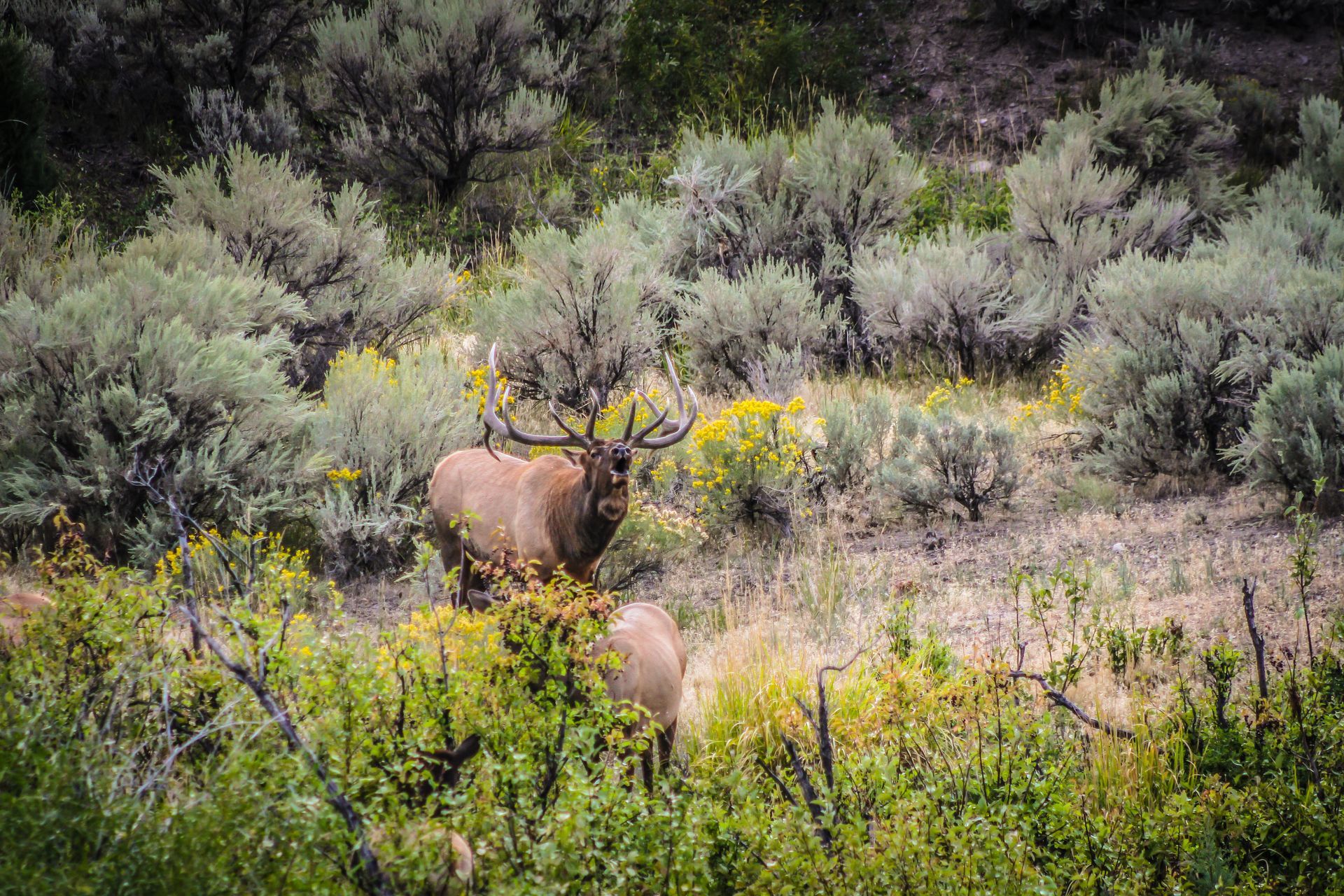 During the rut (mating season) in Yellowstone, bull elk spend a great deal of energy to maintain their dominance over females.