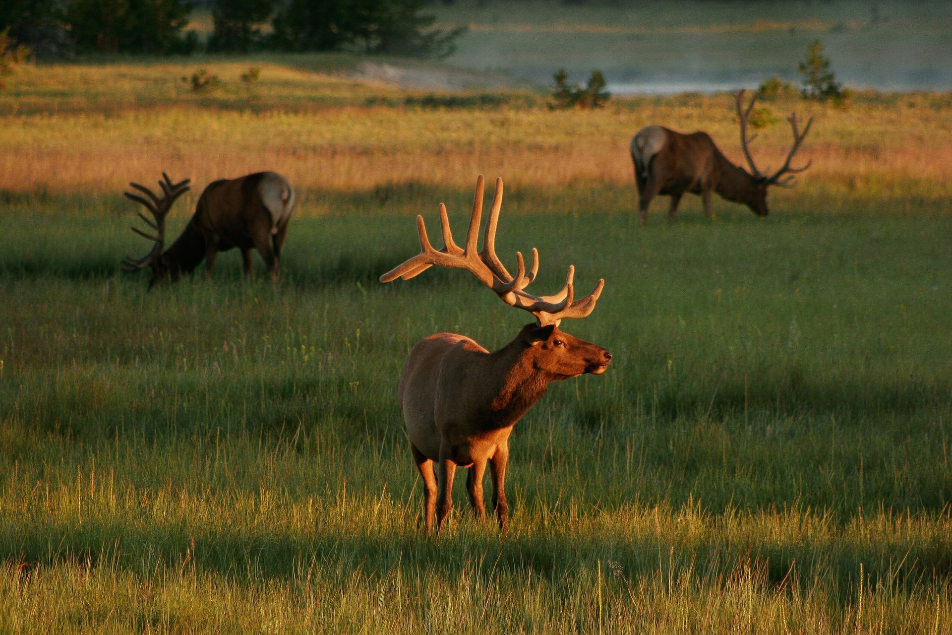 Elk graze in the early morning hours along the road between Madison Junction and Norris Geyser Basin.