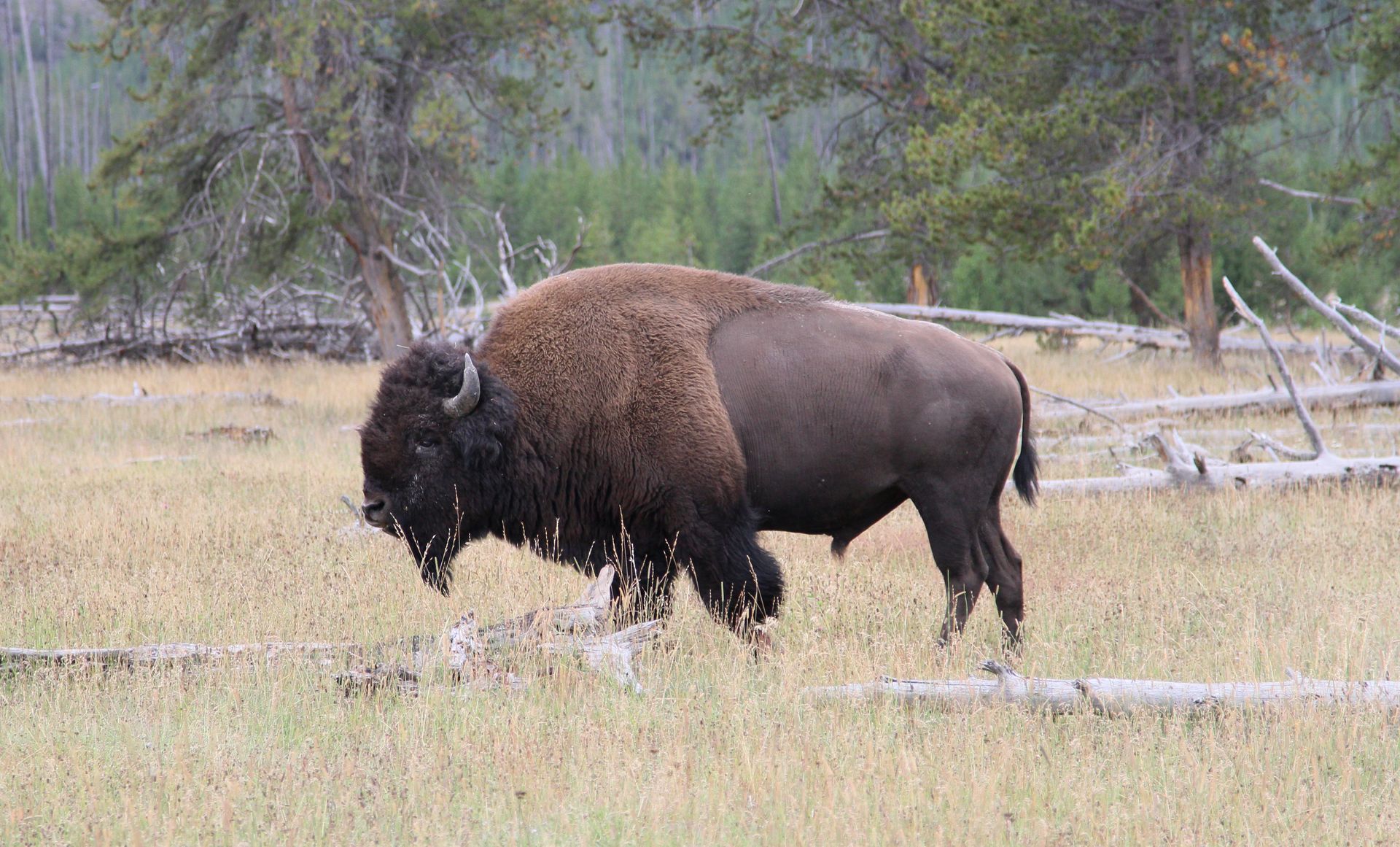 Yellowstone bison
