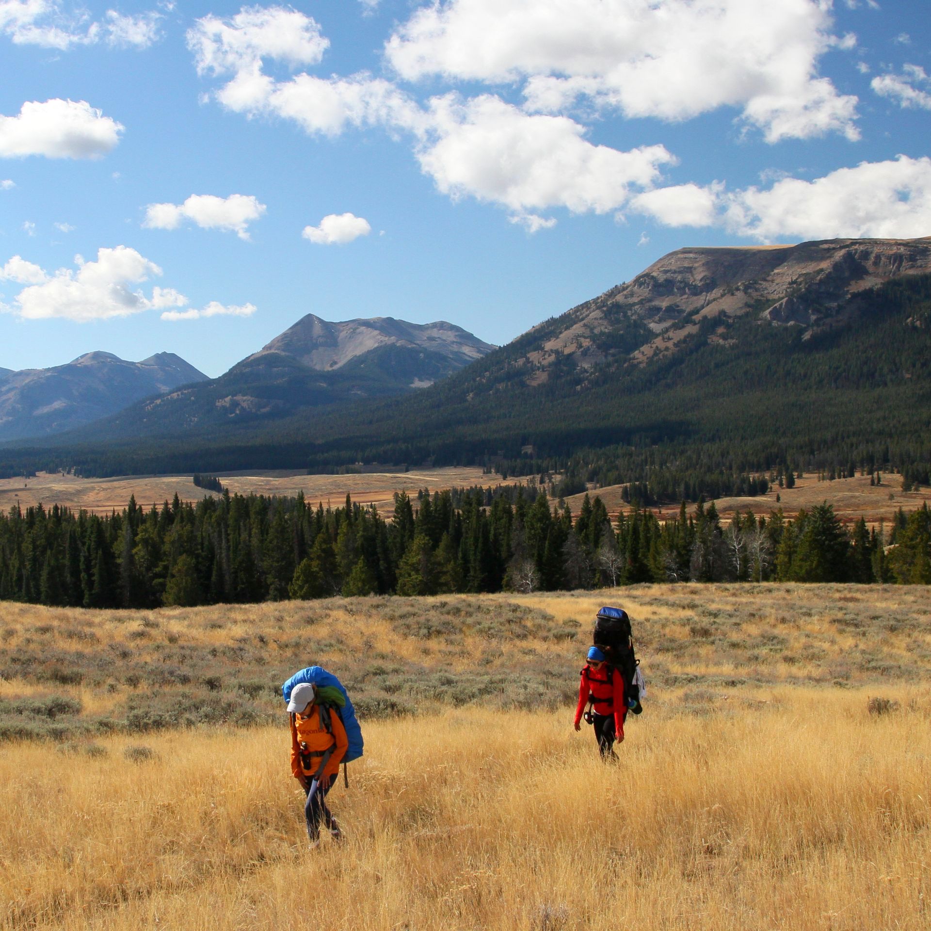 The Gallatin Traverse includes some of the best alpine scenery in Yellowstone. Surrounded by high mountains peaks this trip offers a rare glimpse into the habitat of both wolves and the mighty grizzly bear.