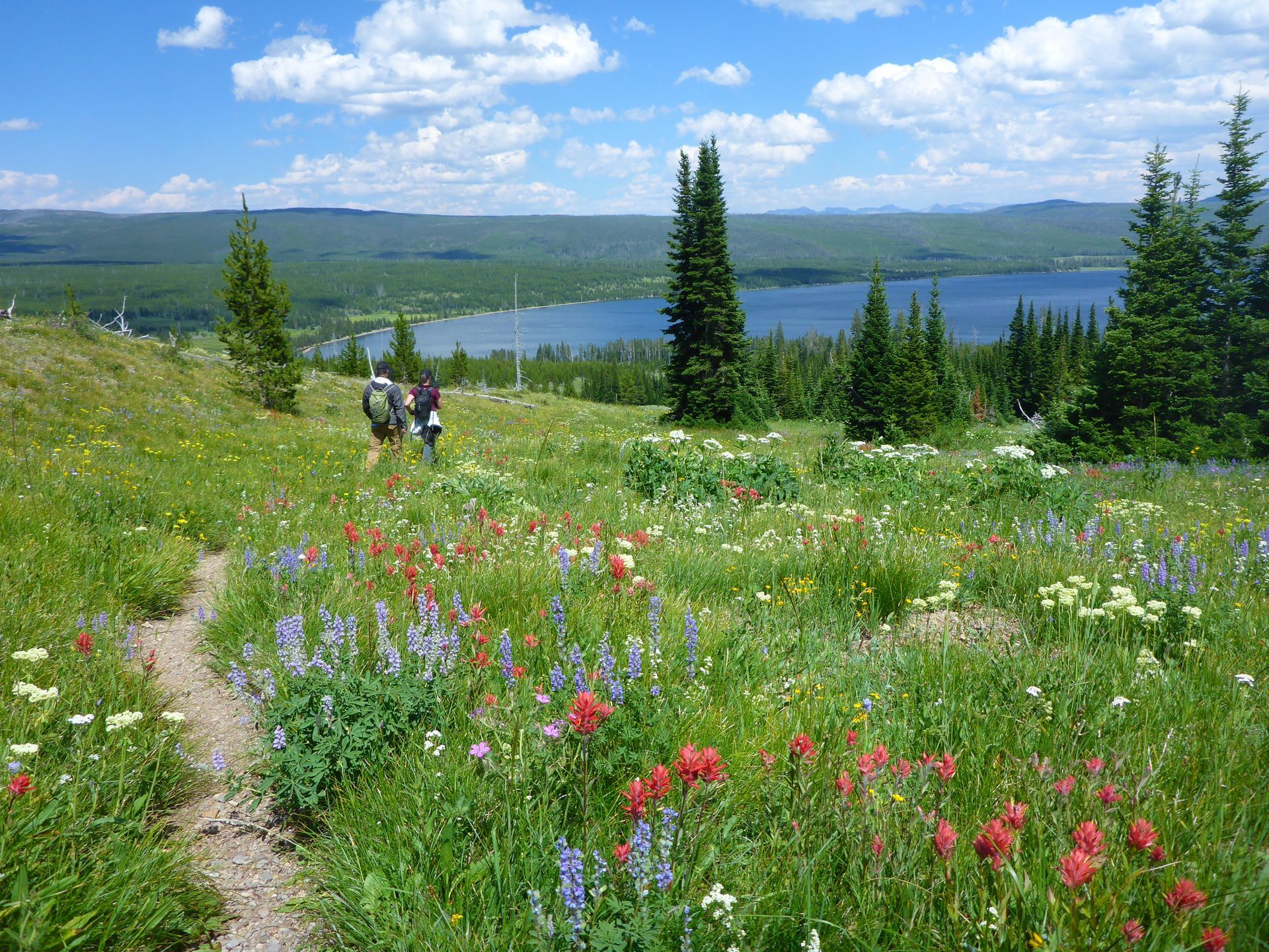 In the spring an abundance of wildflowers blanket the hillsides surrounding Heart Lake.
