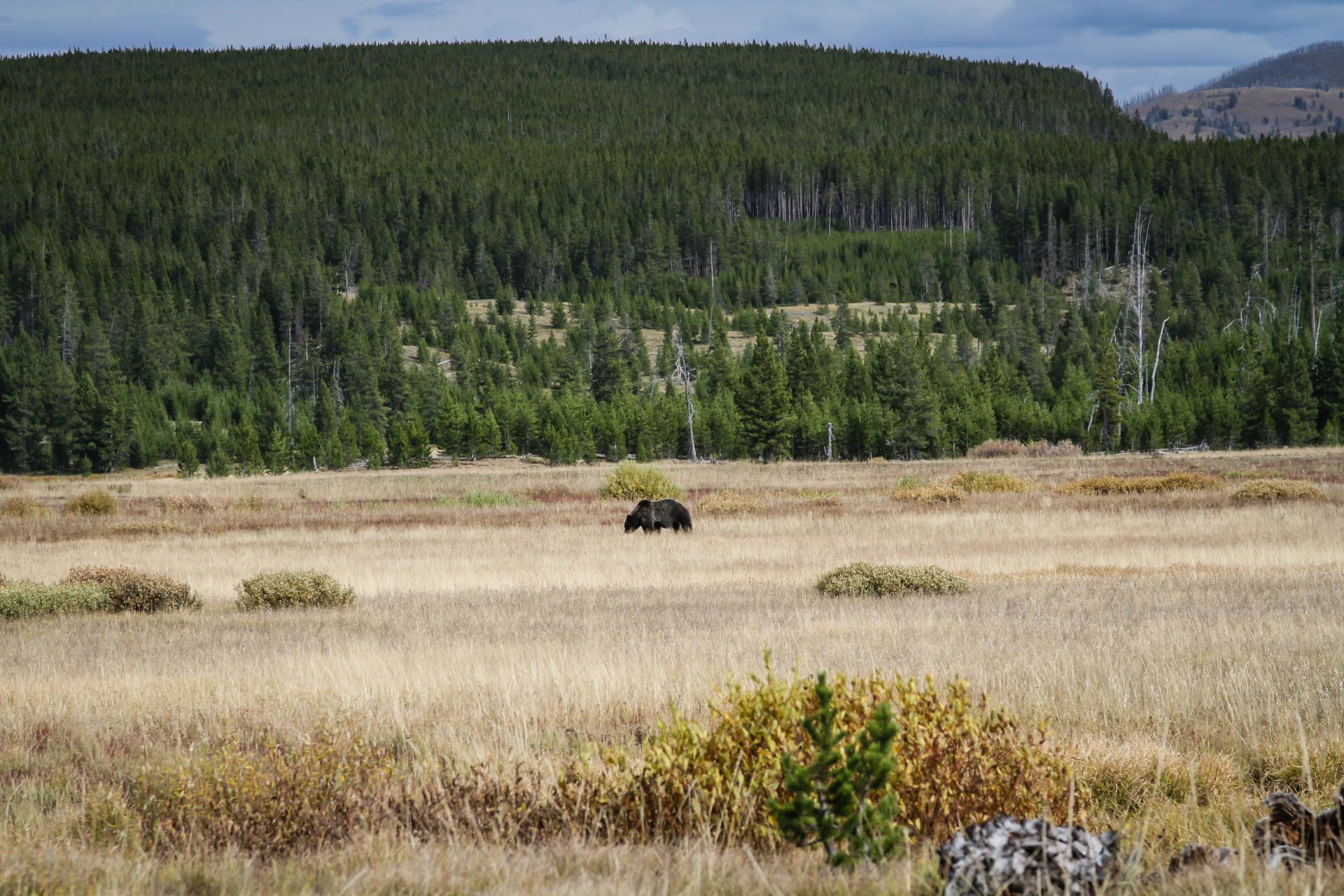 A grizzly bear forages for food beside the Basin Creek Cutoff Trail.