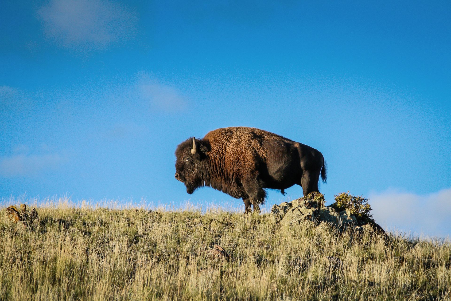 A lone bison stands on a barren hillside overlooking the Blacktail Plateau.