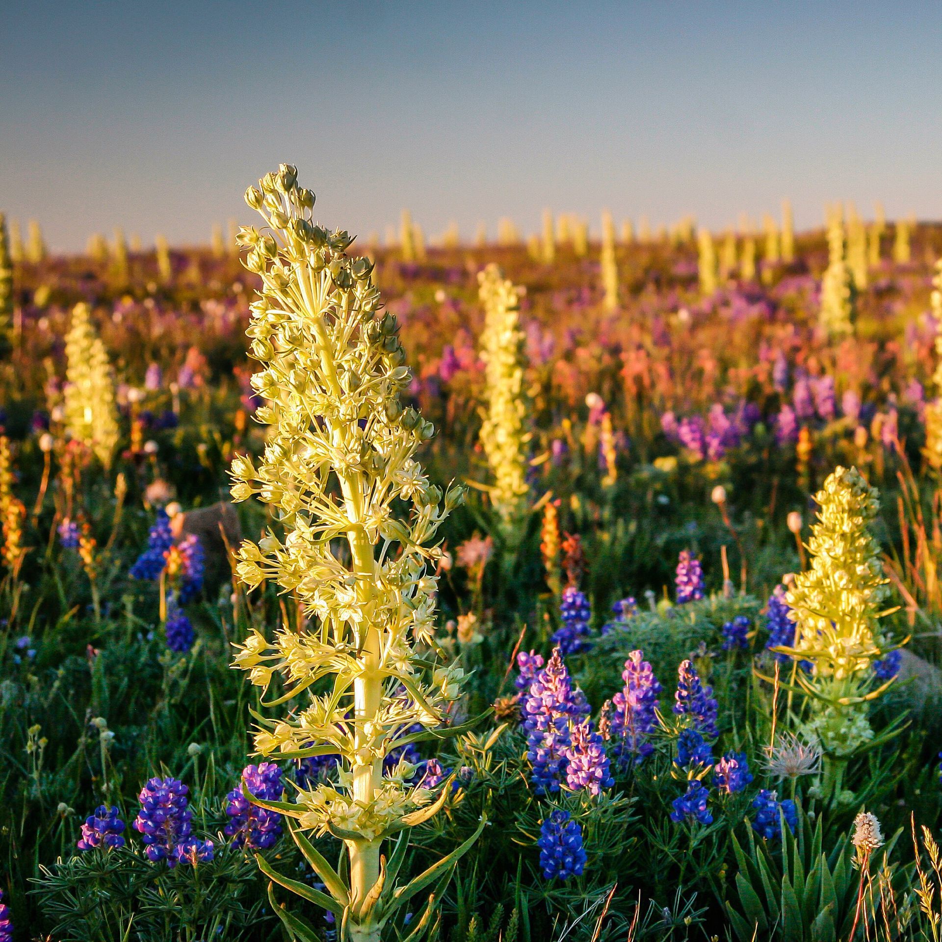 Monument plant (Frasera speciosa) or green gentian is a perennial plant that grows for several years, flowering only once before it dies.