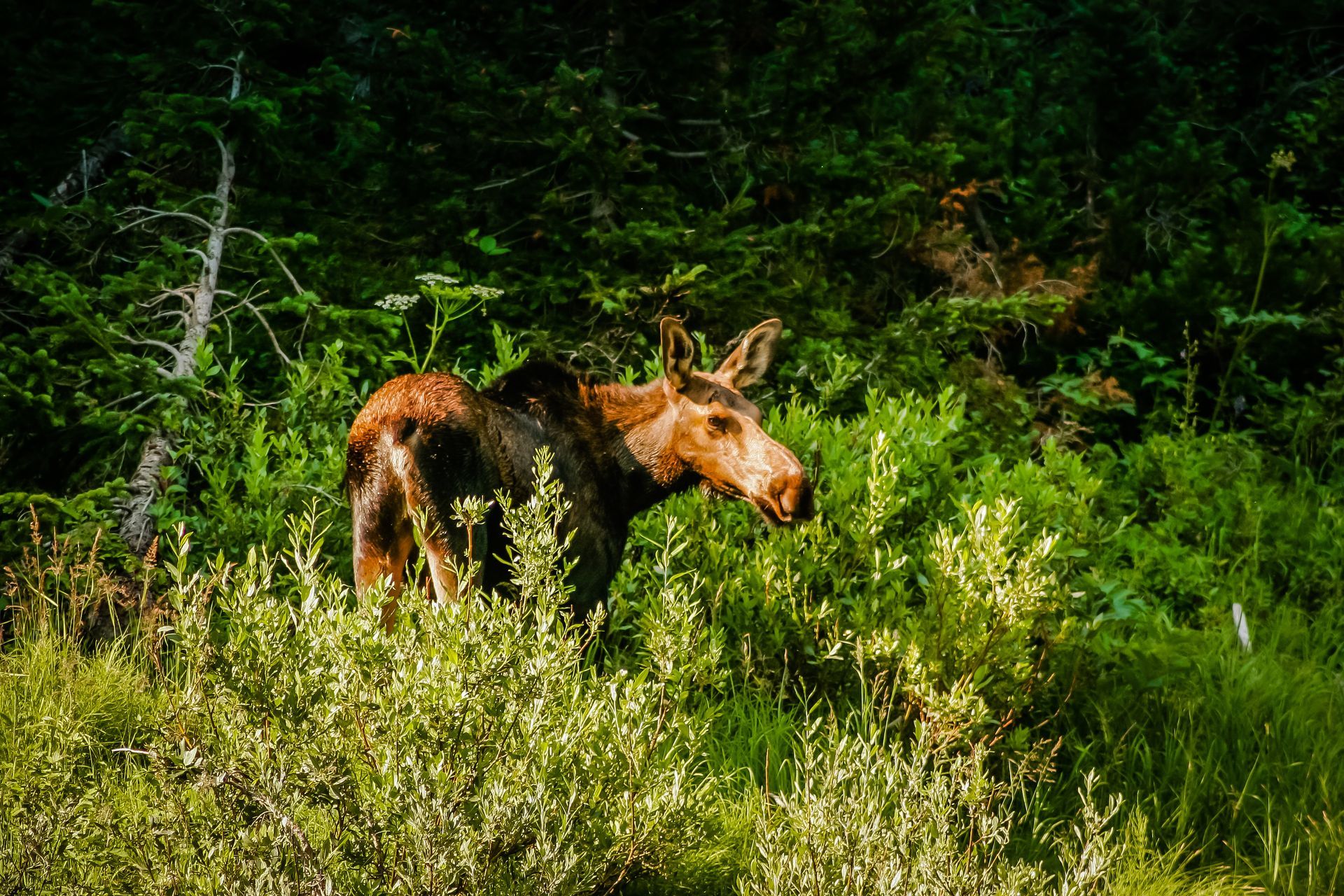 A lone moose browses among the willows along the Thorofare Trail in Yellowstone National Park.