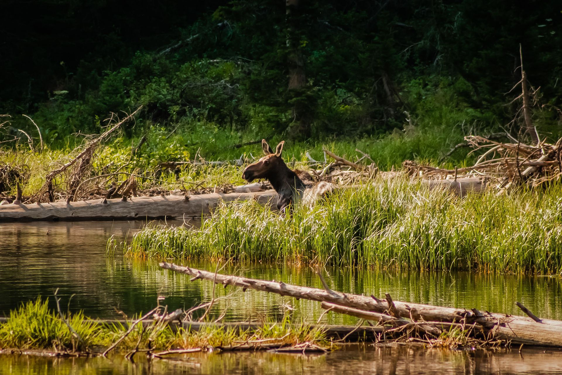 A lone moose forages in a small pond along the Thorofare Trail in southeastern Yellowstone.