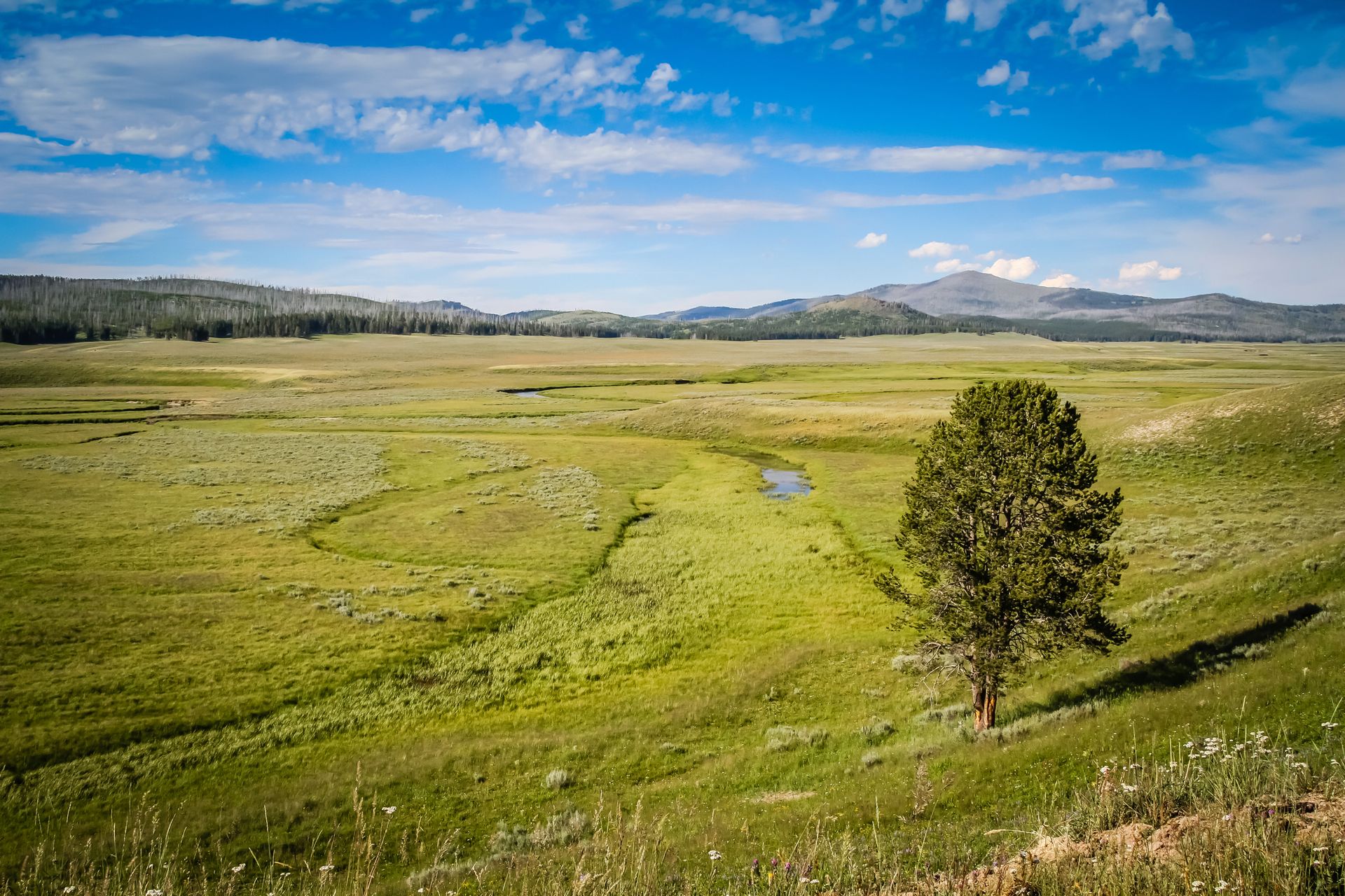 A lone tree stands watch over the lush and green Pelican Valley.