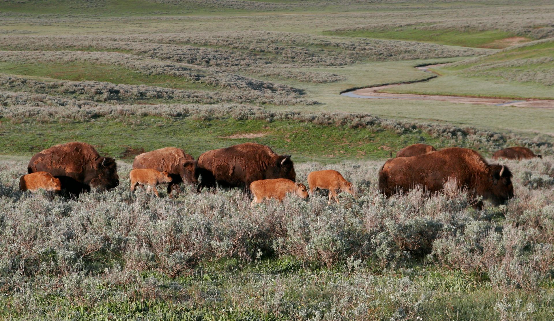 A herd of bison escort their newborn calves through the Hayden Valley.