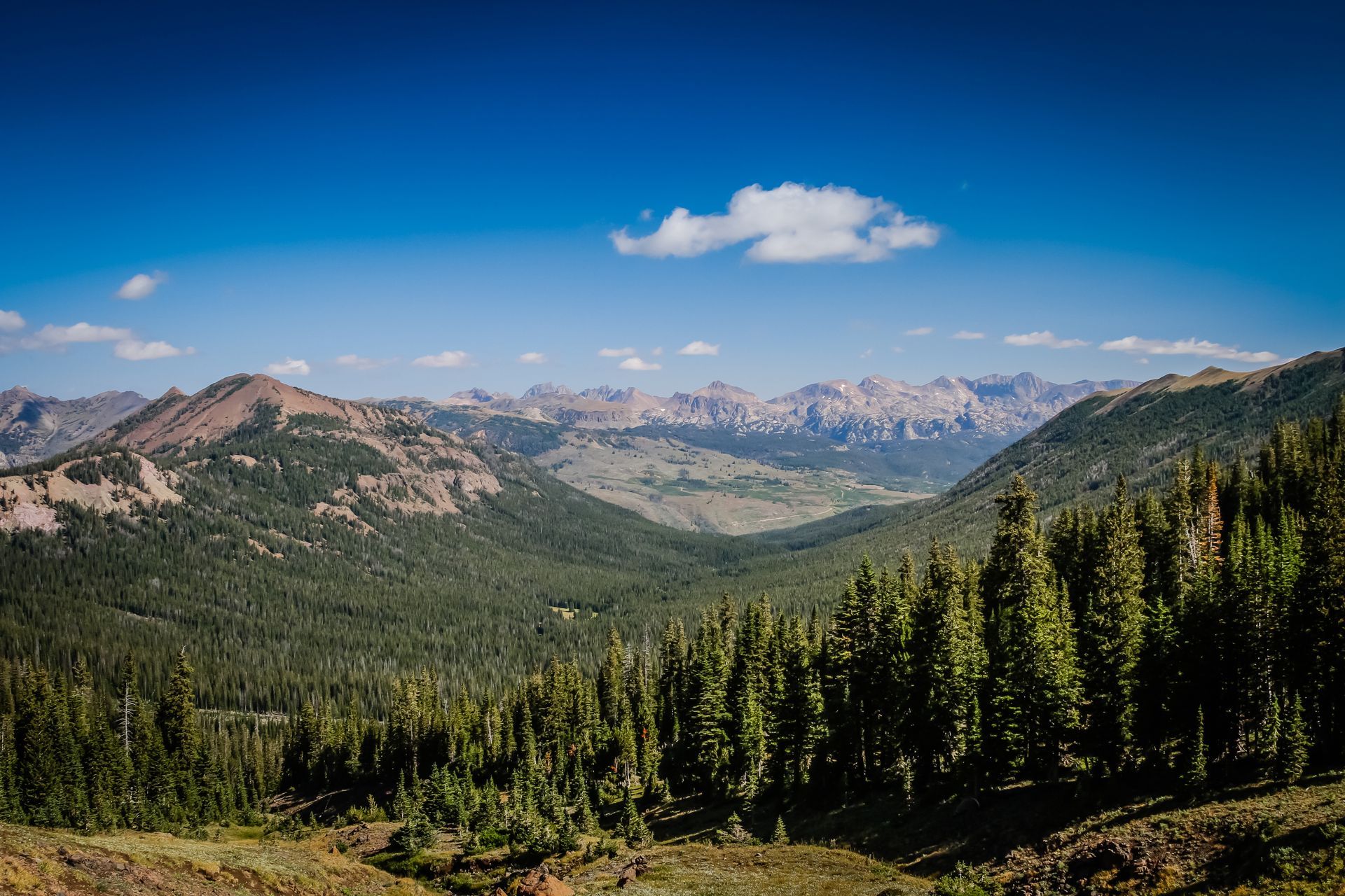 A myriad of wildflowers are on full display at the top of Republic Pass, Yellowstone National Park.