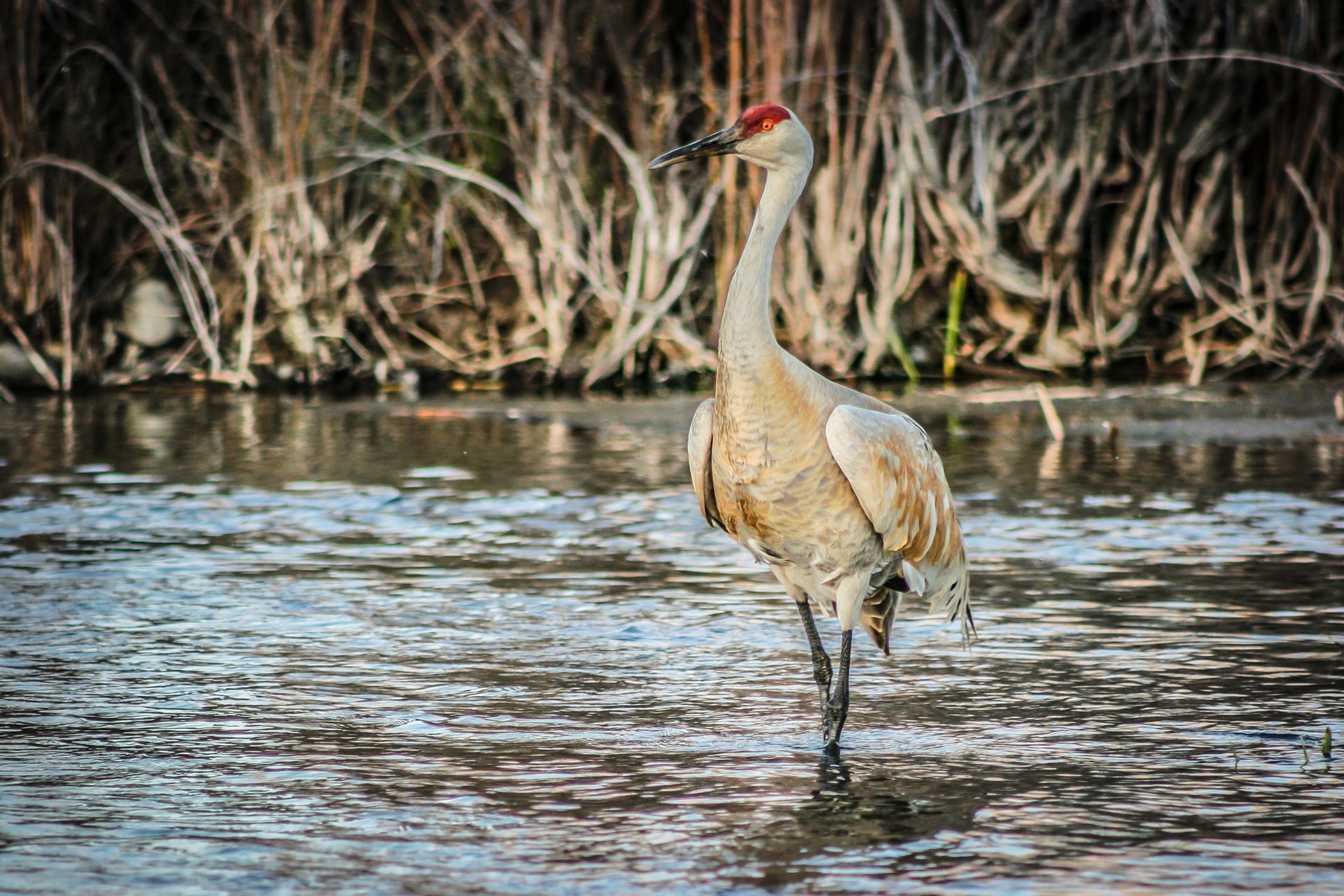 The graceful Sandhill Crane probes the shallow waters of Slough Creek looking for an aquatic meal.