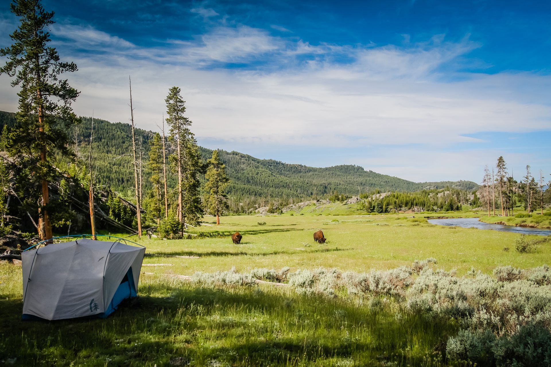 Bison wander near a backcountry campsite along Slough Creek.