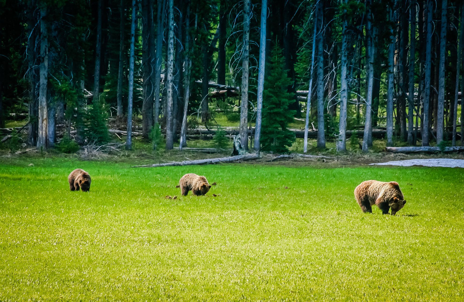 A mother grizzly bear teaches her cubs how to forage for food in Yellowstone National Park.