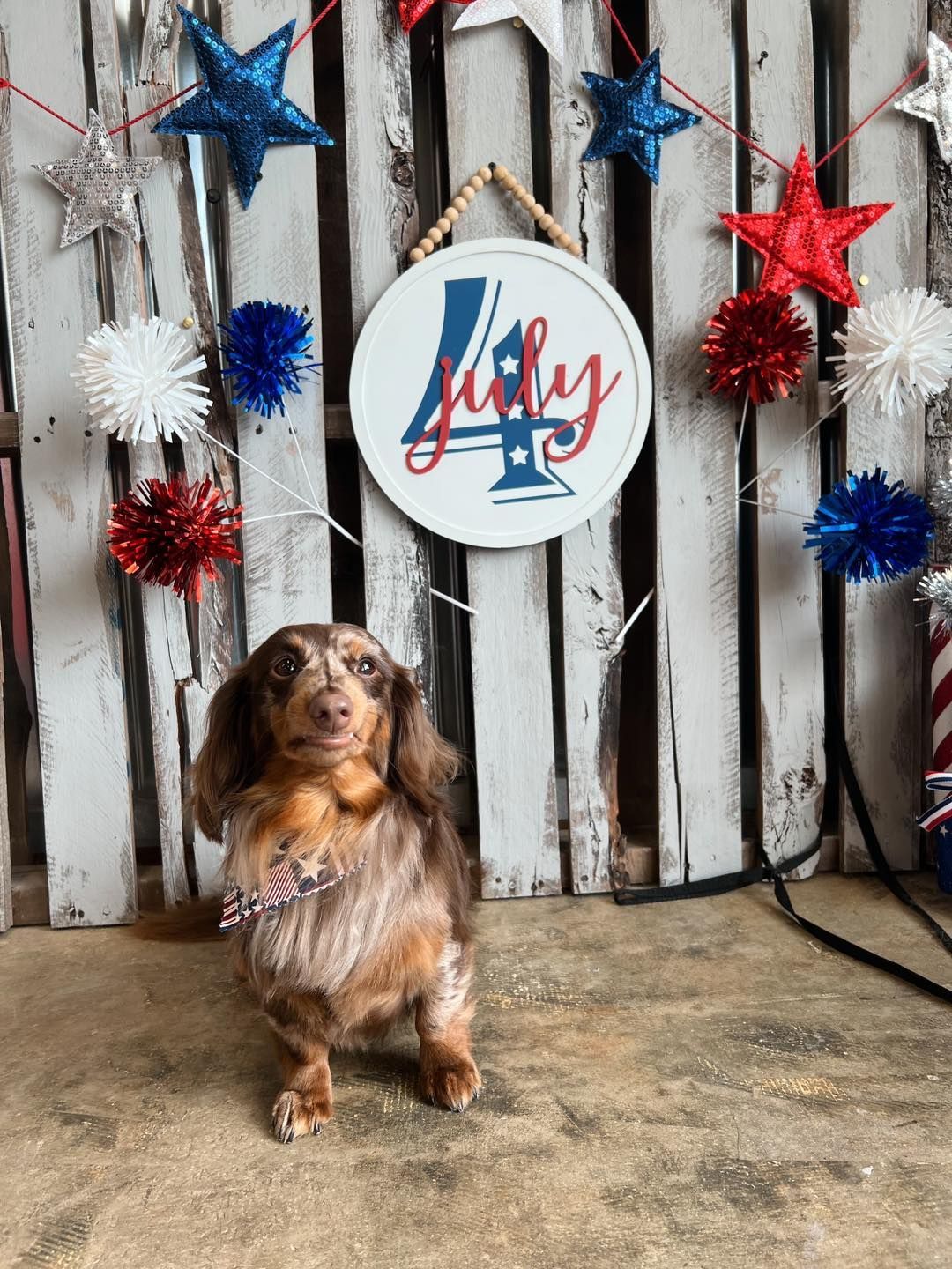 Dachshund dog sits in front of a July 4th backdrop with stars and a sign.