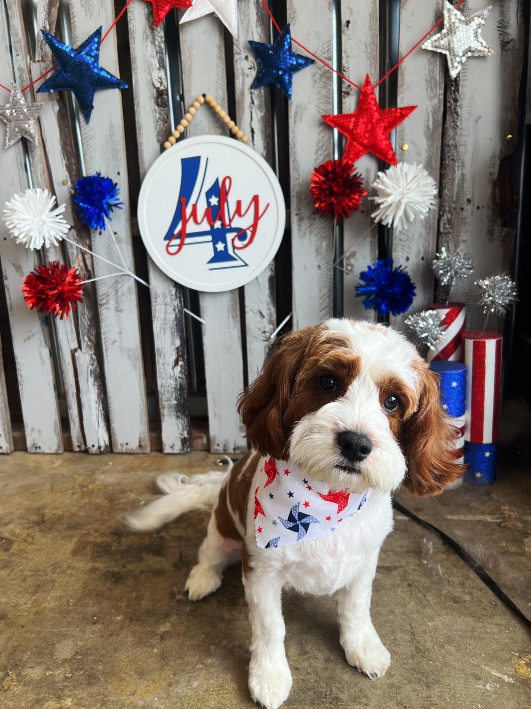 Cavapoo with red/white bandana sits before a July 4th backdrop.