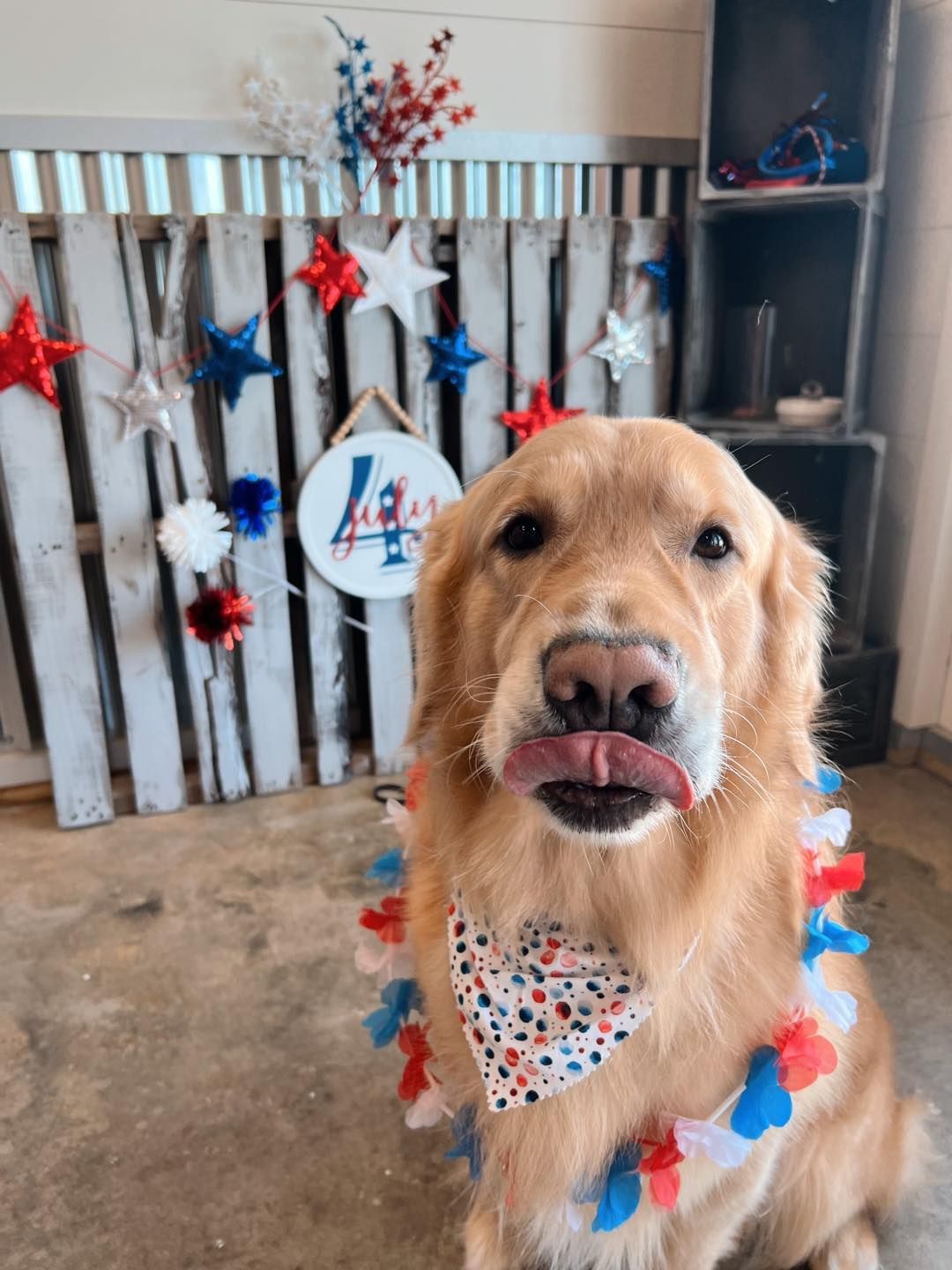 Golden retriever with tongue out, wearing patriotic bandana and garland, in front of 4th of July decorations.