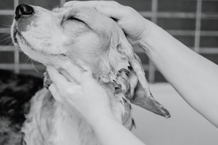 cute dog getting a bath