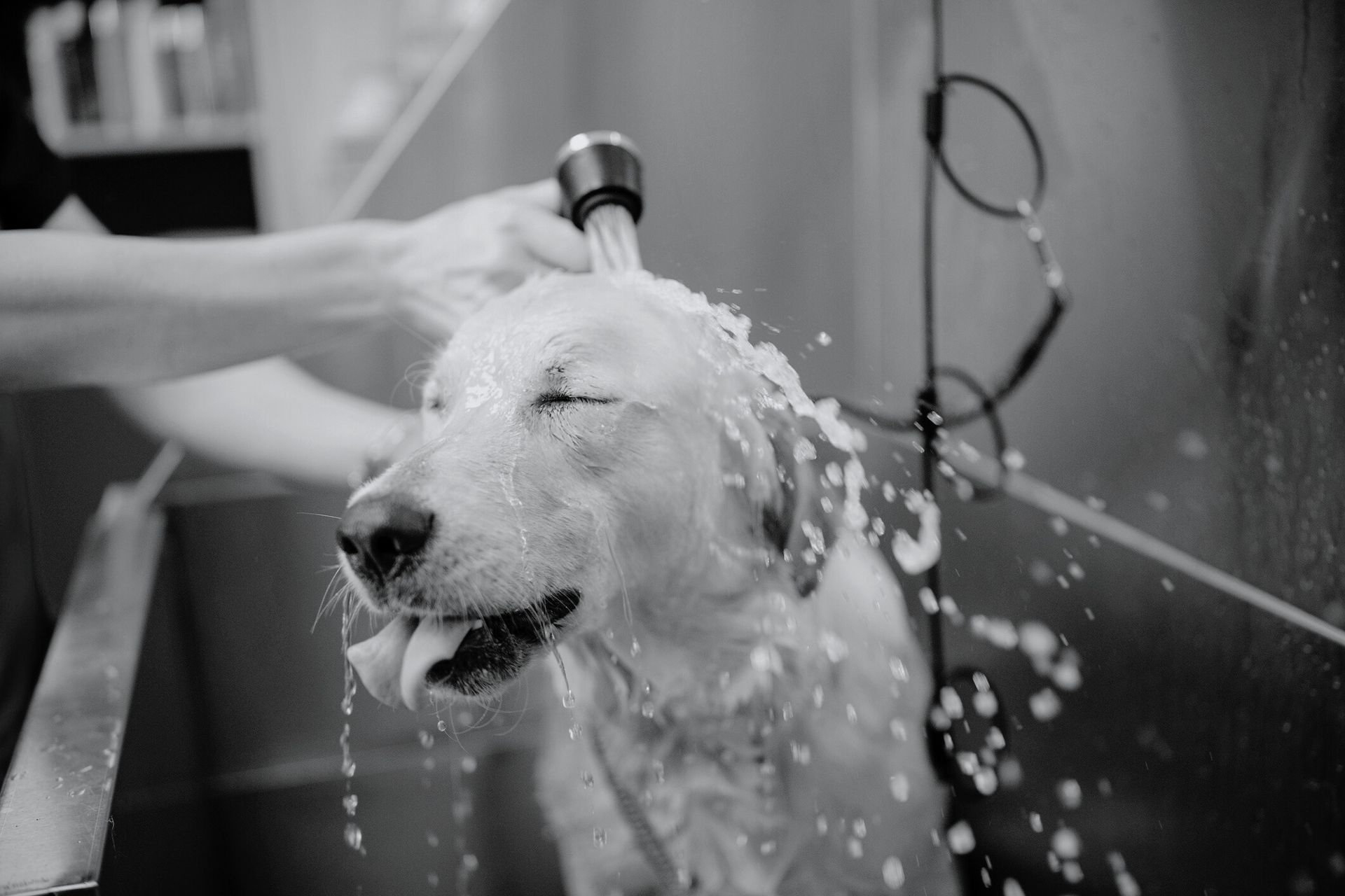 cute dog getting a bath