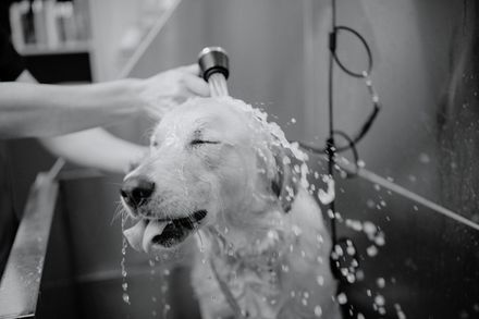 black and white photo dog in self wash bath