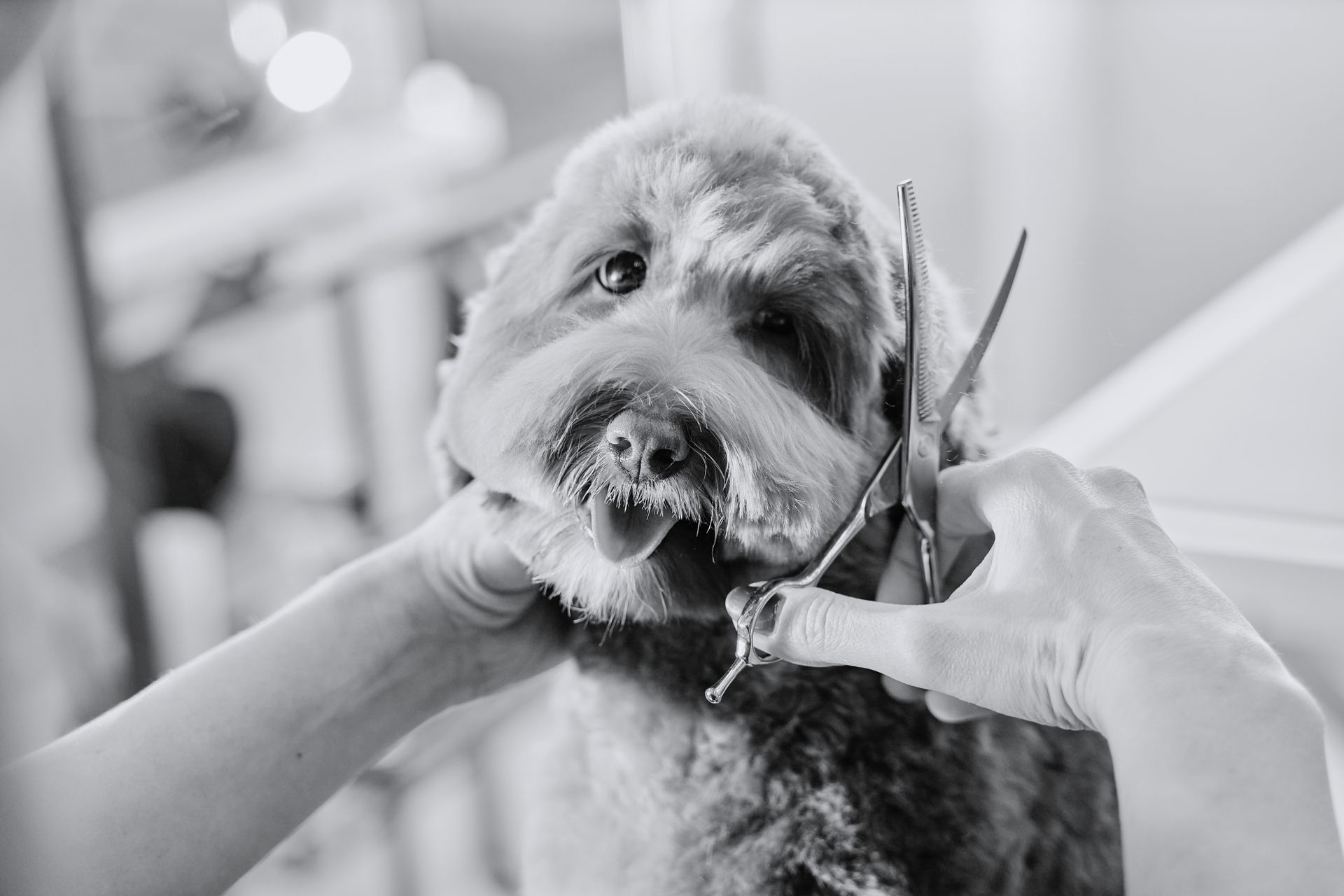 cute dog getting a haircut