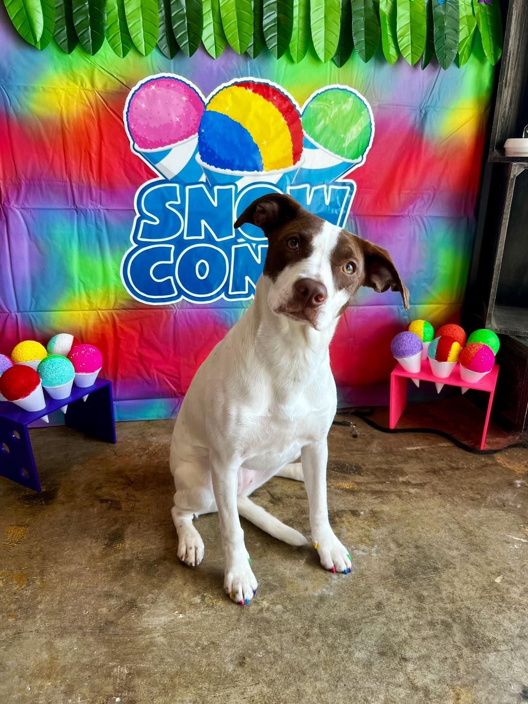 Dog sitting in front of a colorful 