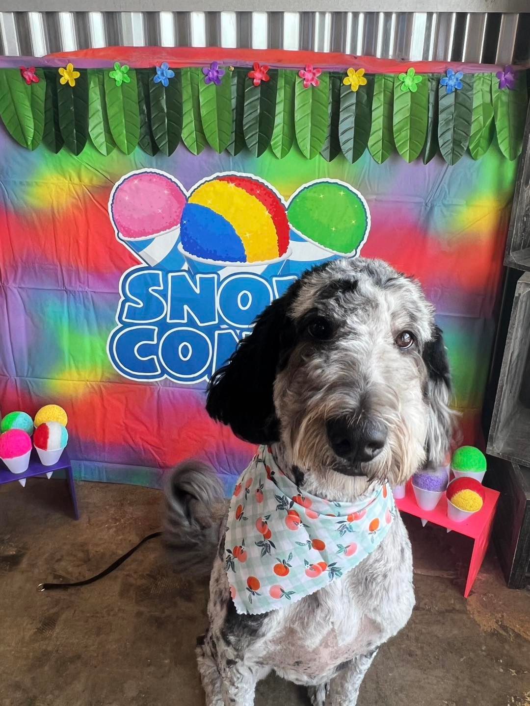 A dog wearing a bandana sits in front of a 