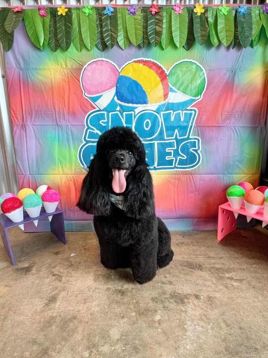 Black poodle in front of a colorful 