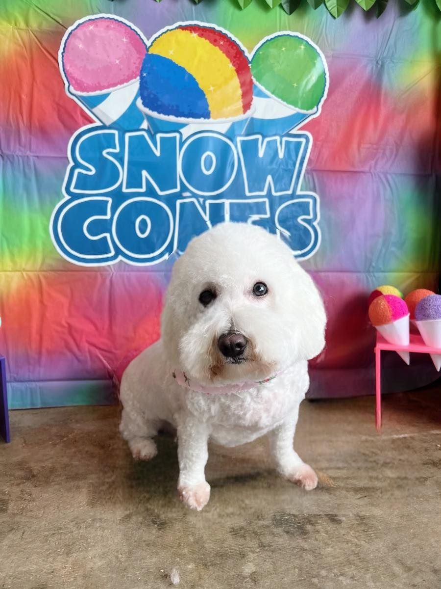 White fluffy dog in front of a 